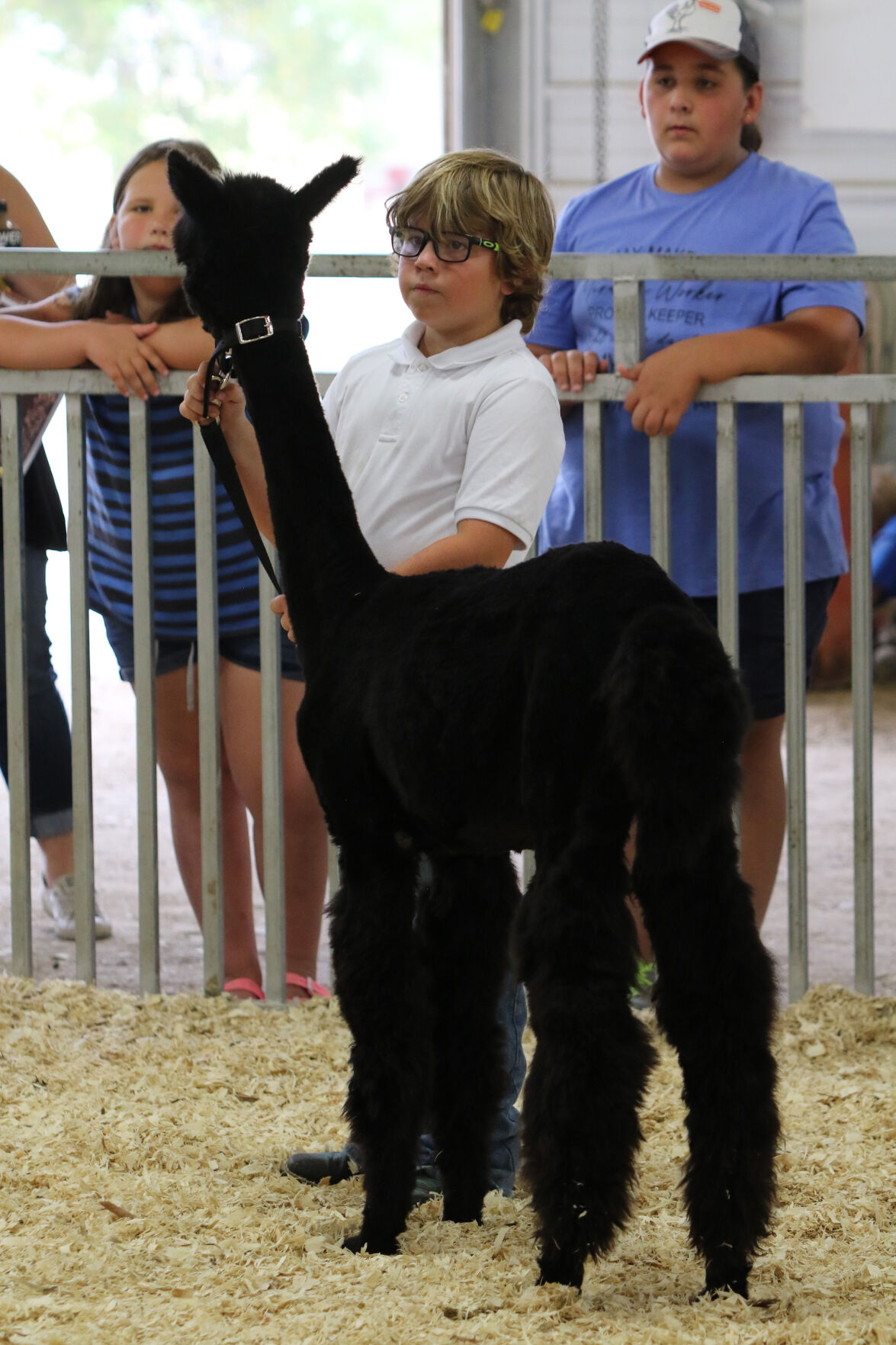 PHOTOS: Fiber Animal Show